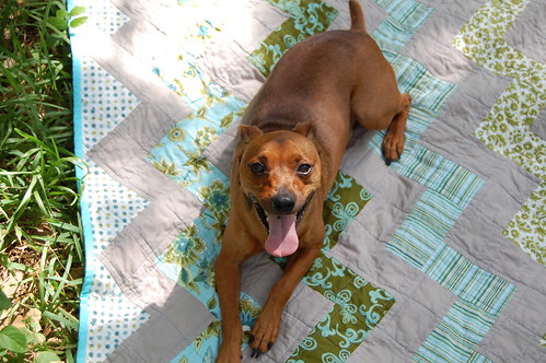 Will on the Zigzag Quilt